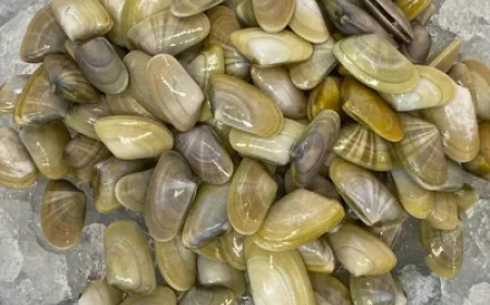 coquinas