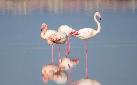 Observatorio de aves