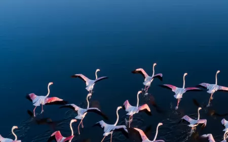 flamencos