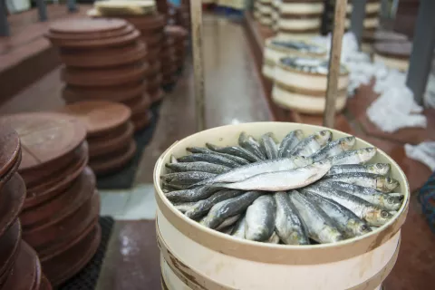 Sardinas
