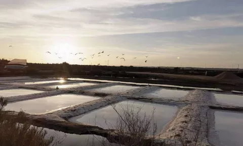 Salinas