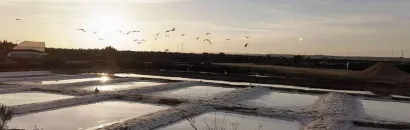 Salinas